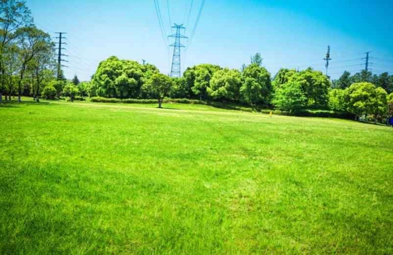 Peut-on semer la pelouse quand il pleut ou vaut-il mieux attendre ?