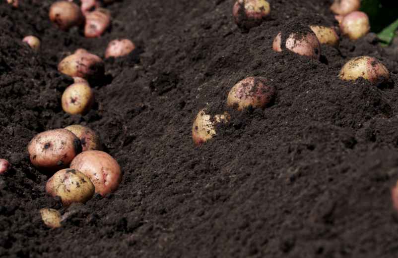 Comment faire pousser des pommes de terre dans son jardin comme un pro ?