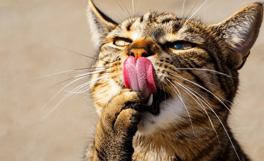 Pourquoi la langue des chats est-elle râpeuse et à quoi servent ses papilles?