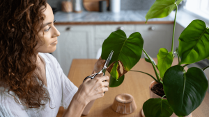 Quand et comment couper les pointes brunes des feuilles sans abîmer la plante