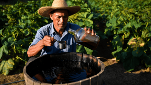 Comment préparer et doser la bouillie bordelaise au jardin en toute sécurité ?