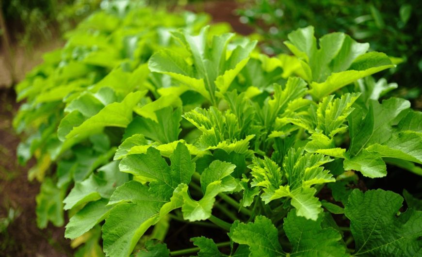 Feuillage de courgette : 5 gestes simples pour soigner les feuilles et augmenter la récolte