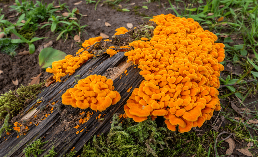 Comment identifier et gérer un champignon orange sur bois mort ?