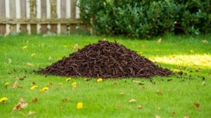 Crottes de renard au jardin : 5 gestes simples pour protéger enfants et animaux