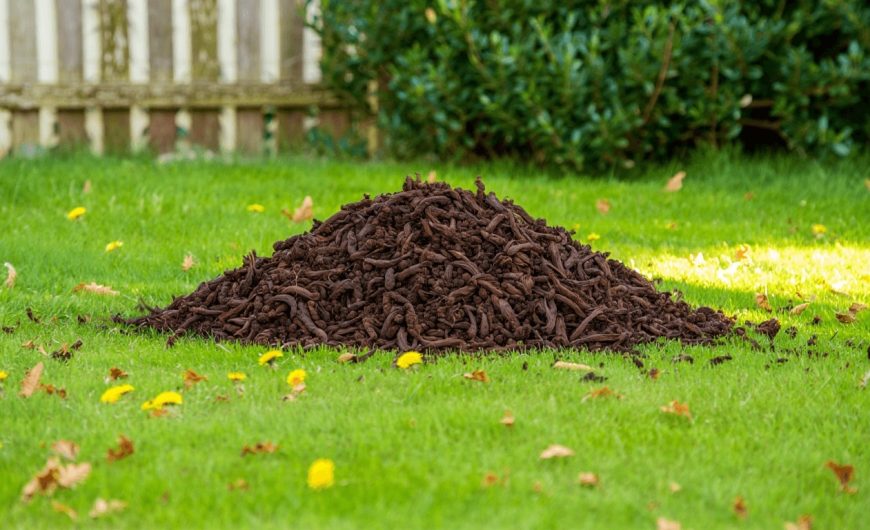 Crottes de renard au jardin : 5 gestes simples pour protéger enfants et animaux