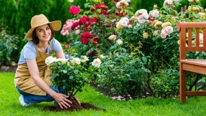 Les atouts des rosiers et plantes Meilland Richardier pour votre jardin