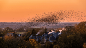 Pourquoi les murmurations d&rsquo;étourneaux en automne fascinent-elles ?