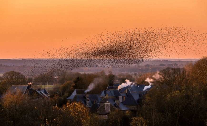 Pourquoi les murmurations d&rsquo;étourneaux en automne fascinent-elles ?