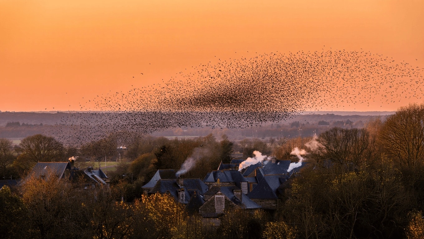 Pourquoi les murmurations d&rsquo;étourneaux en automne fascinent-elles ?