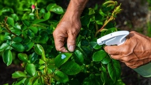 Bouillie bordelaise pour rosiers : comment doser et appliquer en toute sécurité