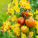 Maladies de la tomate : symptômes, prévention et traitements efficaces