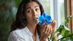 Orchidée bleue : comment reconnaître, acheter et entretenir une vraie orchidée