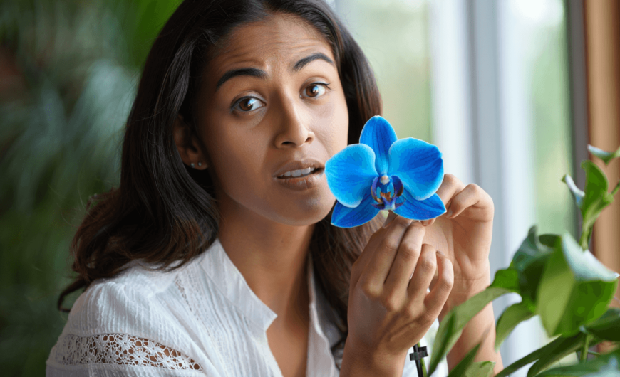 Orchidée bleue : comment reconnaître, acheter et entretenir une vraie orchidée