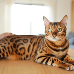 Combien coûte l&rsquo;adoption d&rsquo;un chat bengal en France ?