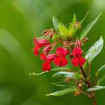 Impatiens goutte de sang : guide simple pour planter, arroser et entretenir