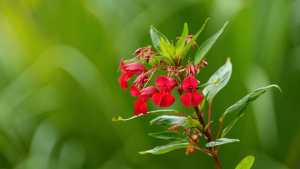 Impatiens goutte de sang : guide simple pour planter, arroser et entretenir