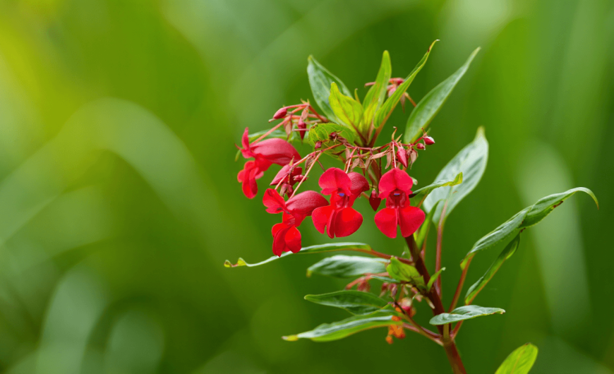 Impatiens goutte de sang : guide simple pour planter, arroser et entretenir