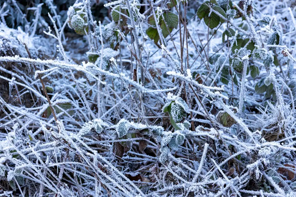 Feuilles de bananier endommagées par le gel en hiver