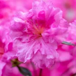 Combien de temps vit une azalée et comment prolonger sa floraison ?