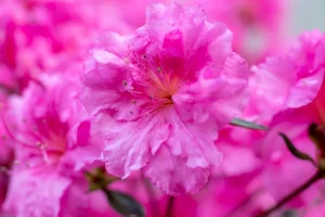 Combien de temps vit une azalée et comment prolonger sa floraison ?