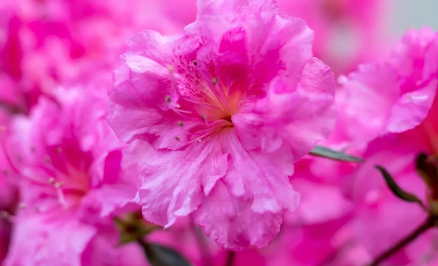 Combien de temps vit une azalée et comment prolonger sa floraison ?
