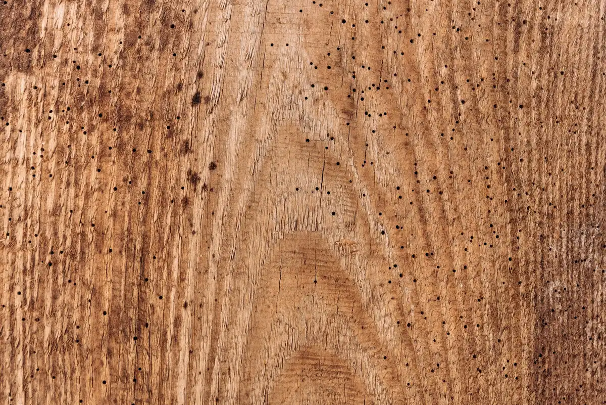 Surface en bois avec plusieurs petits trous d'envol caractéristiques d'une infestation