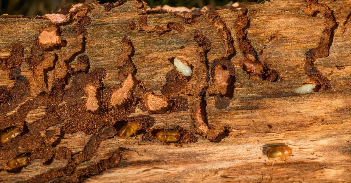 Dépôt de vermoulure fine sous forme de poudre sur le bois infesté