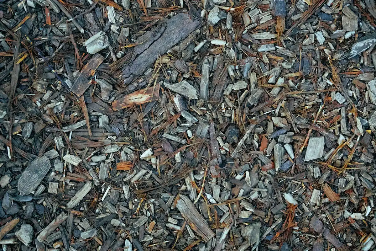 Paillage épais appliqué au sol pour étouffer les jeunes pousses de lierre