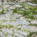 Lierre envahissant : méthodes écologiques pour l&rsquo;éradiquer sans abîmer votre jardin