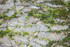 Lierre envahissant : méthodes écologiques pour l&rsquo;éradiquer sans abîmer votre jardin