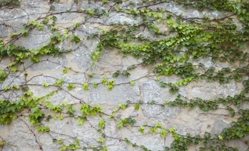 Lierre envahissant : méthodes écologiques pour l&rsquo;éradiquer sans abîmer votre jardin