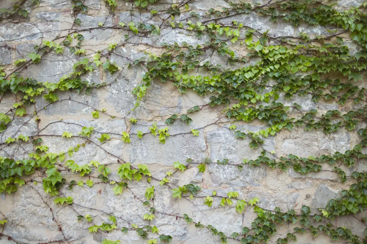 Lierre envahissant : méthodes écologiques pour l&rsquo;éradiquer sans abîmer votre jardin