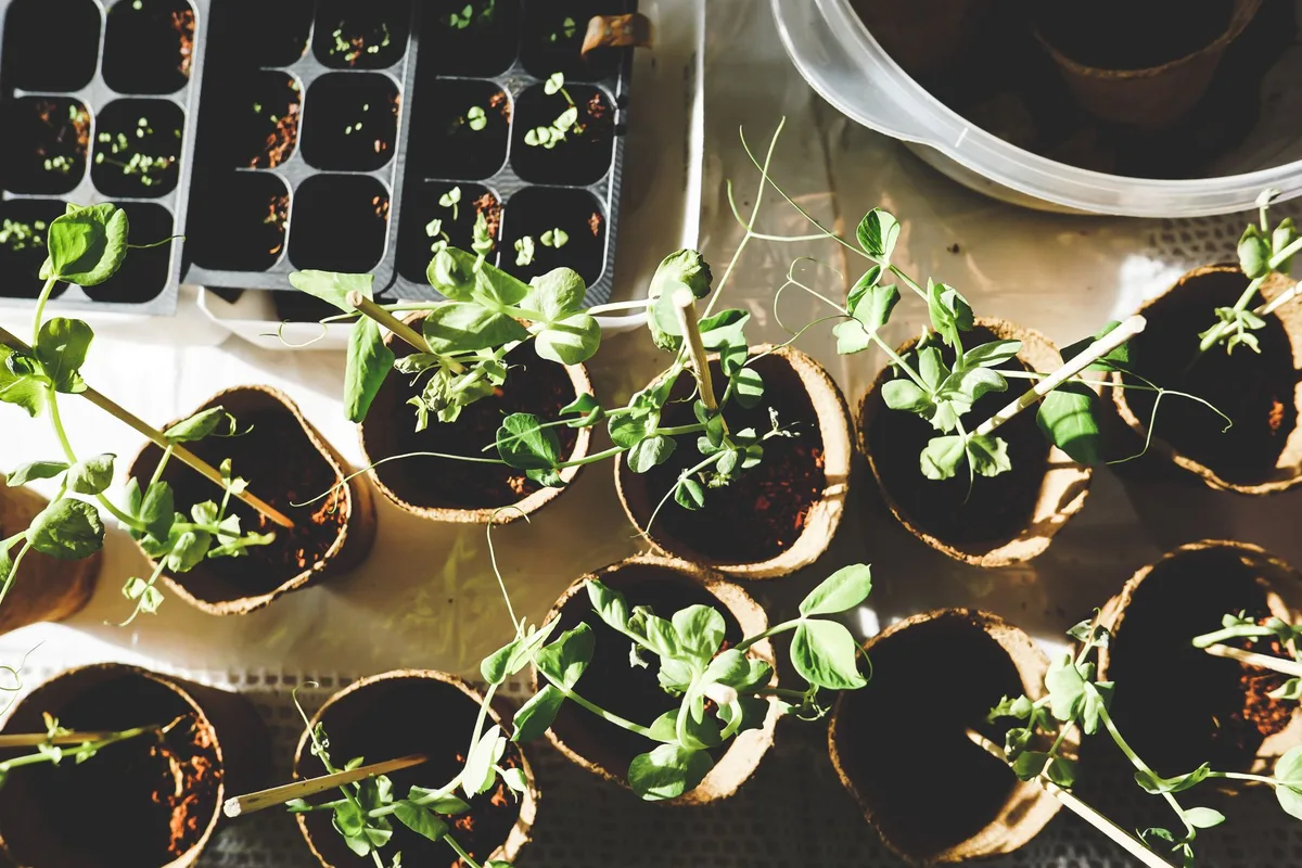 Jeunes plants de salade en godets prêts à être repiqués au potager