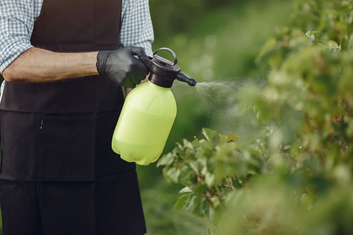 Application d'une solution diluée au vinaigre blanc sur le feuillage du buis