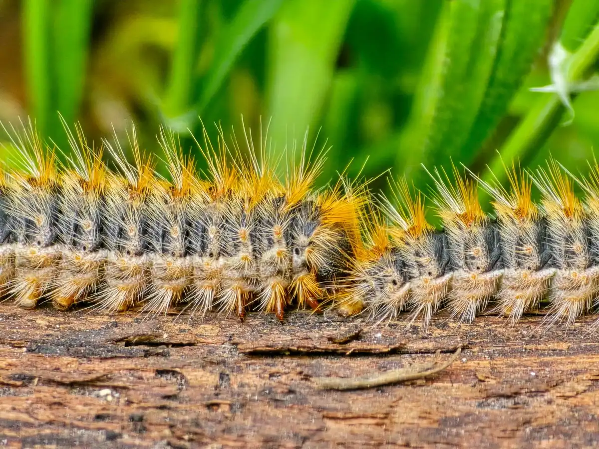 Larves de pyrale du buis et approches de lutte biologique intégrée