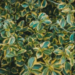 Vinaigre blanc contre la pyrale du buis : efficacité, limites et précautions
