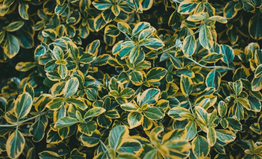 Vinaigre blanc contre la pyrale du buis : efficacité, limites et précautions
