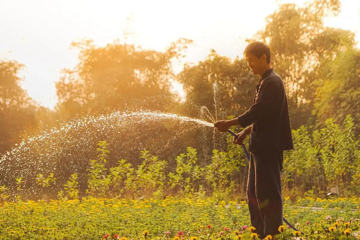 Arrosage au lever du soleil dans un potager, les feuilles brillent de rosée