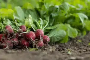 Arroser le potager: quand, combien et comment pour des récoltes généreuses