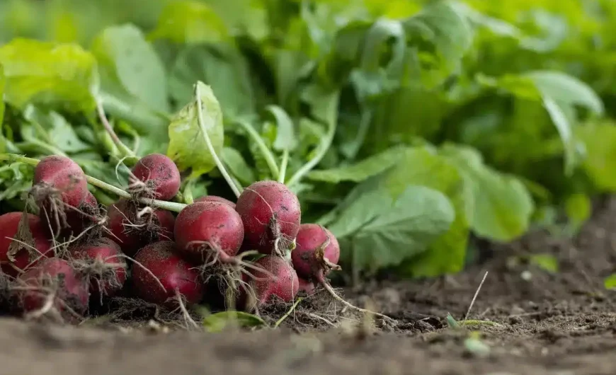 Arroser le potager: quand, combien et comment pour des récoltes généreuses