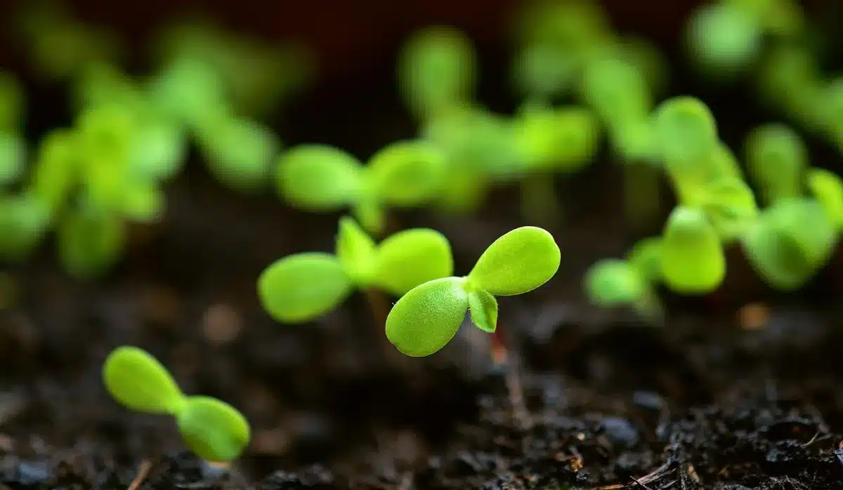 Butte de culture ou sol sablonneux préparé pour planter des cultures sensibles
