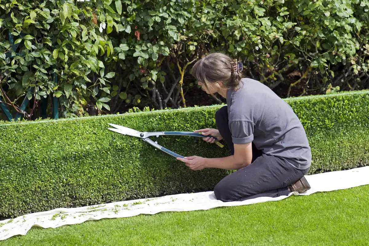 Haie de photinias bien entretenue avec feuillage dense et sain, bonne circulation d'air entre les plants.