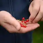 Purin d&rsquo;ortie et réglementation : ce que les jardiniers doivent savoir