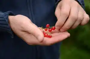 Purin d&rsquo;ortie et réglementation : ce que les jardiniers doivent savoir