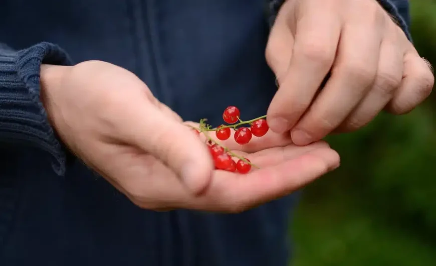 Purin d&rsquo;ortie et réglementation : ce que les jardiniers doivent savoir