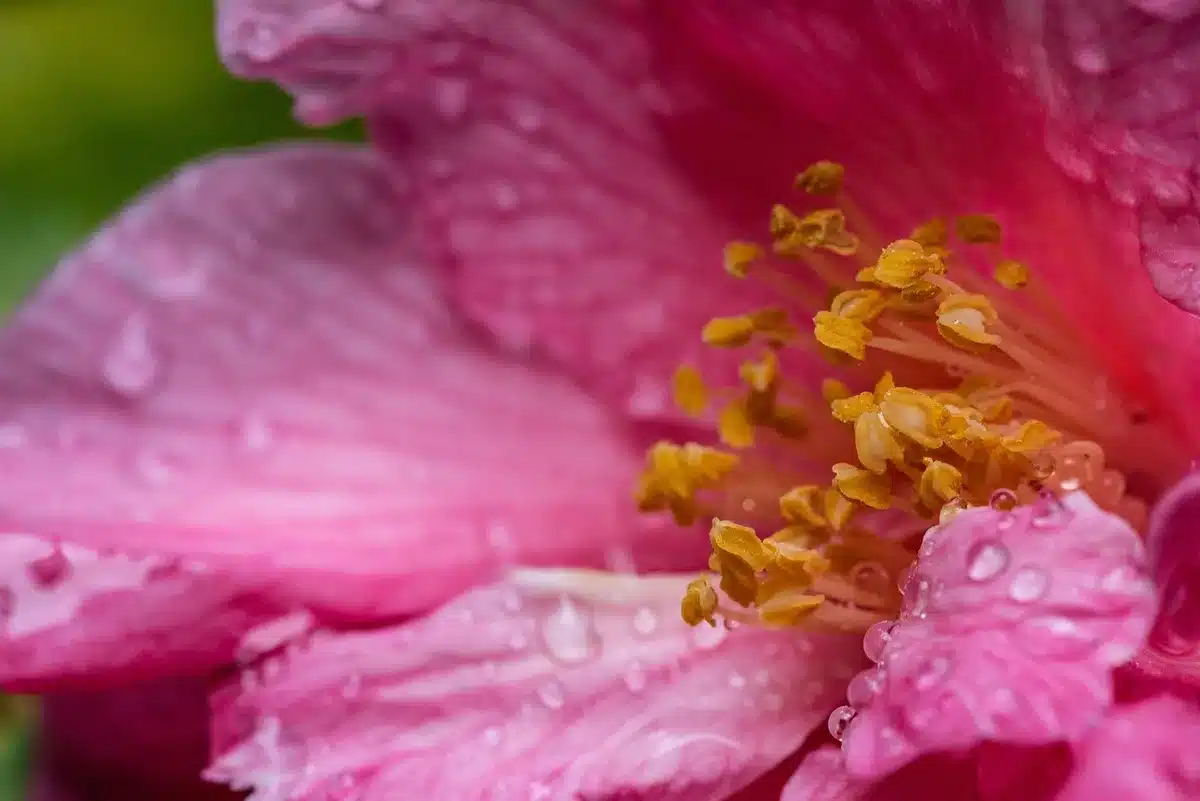 Camélia aux fleurs fanées après l'hiver, prêt pour la taille
