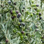 Taille des oliviers : techniques et calendrier pour entretenir et préserver la santé de l&rsquo;arbre
