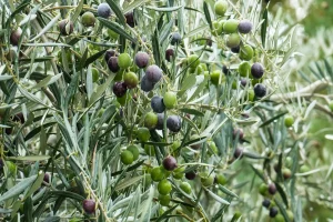 Taille des oliviers : techniques et calendrier pour entretenir et préserver la santé de l&rsquo;arbre