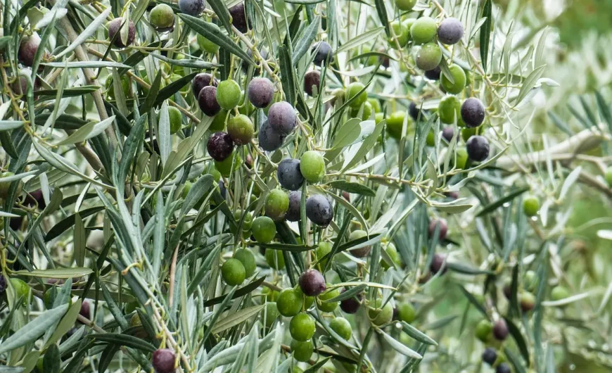 Taille des oliviers : techniques et calendrier pour entretenir et préserver la santé de l&rsquo;arbre