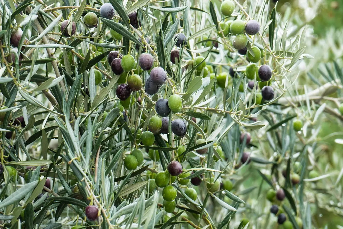 Taille des oliviers : techniques et calendrier pour entretenir et préserver la santé de l&rsquo;arbre